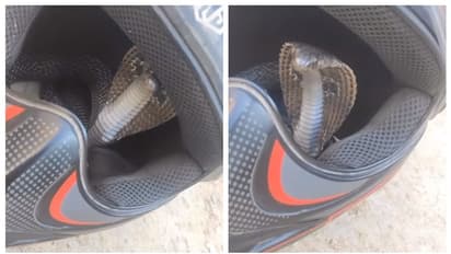 ഹെല്മറ്റ് എടുക്കാനാഞ്ഞപ്പോള് കൊത്താനാഞ്ഞ് പത്തിവിടര്ത്തിയ മൂര്ഖന്; ചങ്കിടിപ്പിക്കുന്ന വീഡിയോ !