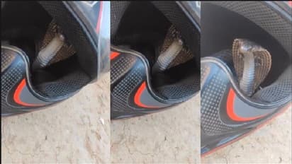 ಹಾವಿಗೂ ಟ್ರಾಫಿಕ್ ಪೊಲೀಸರ ಕಾಟನಾ? ಹೆಲ್ಮೆಟ್ ಒಳಗಿನಿಂದಲೇ ಹೆಡೆಯೆತ್ತಿ ಬುಸುಗುಟ್ಟಿದ ನಾಗರಹಾವು