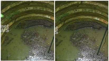 കണ്ണൂരില് വീട്ടുമുറ്റത്തെ കിണറ്റിൽ പുള്ളിപ്പുലി വീണു; രക്ഷപ്പെടുത്താൻ ശ്രമം, വനംവകുപ്പ് സ്ഥലത്ത്