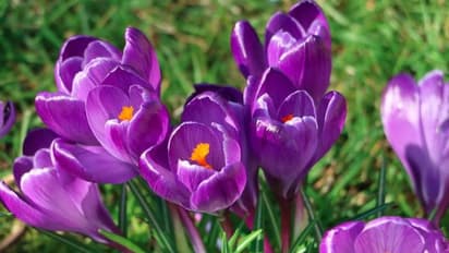 ಜಗತ್ತಿನ ಅತ್ಯಂತ ದುಬಾರಿ ಸಸ್ಯವಿದು, 'ರೆಡ್‌ ಗೋಲ್ಡ್' ಹೆಸರಿನ ಈ ಮಸಾಲೆ ಬೆಳೆದ್ರೆ ಕೋಟ್ಯಾಧಿಪತಿ ಆಗೋದು ಗ್ಯಾರಂಟಿ!