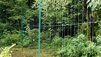 വാഹനമൊഴിഞ്ഞു, കുതിരാനിലെ പഴയ പാത കീഴടക്കി വന്യമൃഗങ്ങൾ, വൈദ്യുതി വേലിയുമായി വനംവകുപ്പ് 