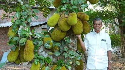 This 78-year-old man from Kerala makes lakhs from his jackfruit farming business