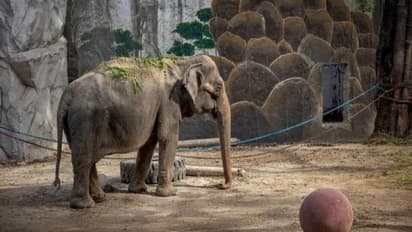 ഏകാന്തജീവിതത്തിനൊടുവിൽ അവൾ യാത്രയായി, ലോകത്തിലെ ഏറ്റവും വിഷാദിയായ ആന ചെരിഞ്ഞു