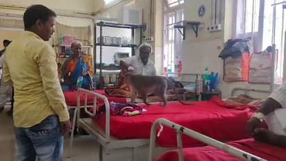 ಚಿತ್ರದುರ್ಗ: ಜಿಲ್ಲಾಸ್ಪತ್ರೆಯಲ್ಲಿ ಕೋತಿಗಳ‌ ಕಿರಿಕ್, ಆತಂಕದಲ್ಲಿ ರೋಗಿಗಳು..!