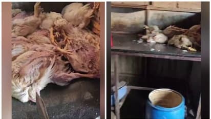 തിരുവനന്തപുരത്ത് ചത്ത കോഴിയെ വിൽക്കാൻ ശ്രമം, നാട്ടുകാർ ഇടപെട്ട് തടഞ്ഞു, നടപടിയെടുത്ത് ആരോഗ്യവിഭാഗം