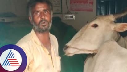 ಕೊಟ್ಟಿಗೆ ನಿರ್ಮಾಣಕ್ಕೆ ಲೋನ್ ಕೊಡದೇ 4 ವರ್ಷಗಳಿಂದ ಪಿಡಿಒ ಕಿರುಕುಳ; ಗ್ರಾಪಂ ಒಳಗೇ ಹಸು ಕಟ್ಟಿಹಾಕಿ ಪ್ರತಿಭಟಿಸಿದ ರೈತ!