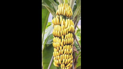 ఇంట్లో కుండీలో అరటి మొక్క ఎలా పెంచాలి..?