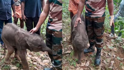 കുഞ്ഞിക്കണ്ണ് തുറന്നിട്ട് മണിക്കൂറുകൾ മാത്രം, അമ്മയാനയെ കാണാനില്ല, പത്തനംതിട്ടയിൽ കുട്ടിക്കൊമ്പൻ അവശനിലയിൽ
