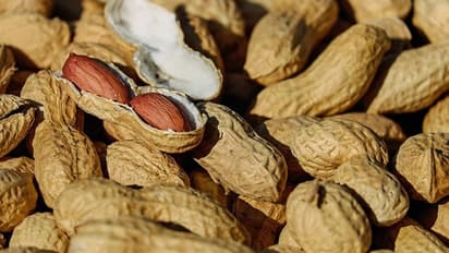 எக்கச்சக்க சத்துகள் உள்ள வேர்க்கடலையை இந்த 7 பிரச்சனை இருக்கவங்களுக்கு ஆபத்து!!