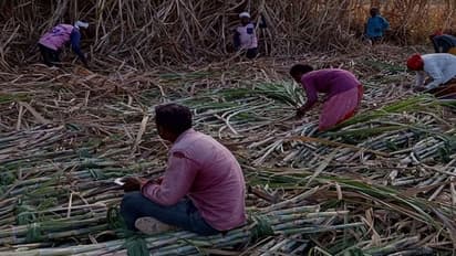 ವಿಜಯಪುರ: ಕಬ್ಬು ಬೆಳೆಗಾರರಿಗೆ ಕಬ್ಬು ಕಟಾವು ಚಿಂತೆ..!