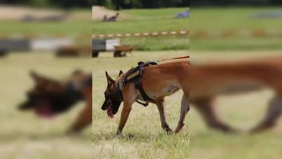 തട്ടിക്കൊണ്ടുപോയ 6 വയസുകാരനെ 90 മിനിറ്റിനുള്ളിൽ കണ്ടെത്തി, ഹീറോയായി പൊലീസ് നായ ലിയോ 