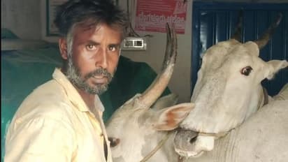 ನರೇಗಾ ಕಾಮಗಾರಿಯ ಬಿಲ್ಲು ತಡೆ: ದನಗಳ ಸಮೇತ ಕಚೇರಿಗೆ ನುಗ್ಗಿದ ರೈತ