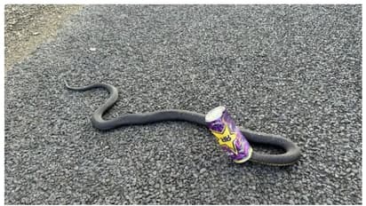 'അല്പം എനര്ജിക്കായി തലയിട്ടതാ...': എനർജി ഡ്രിങ്ക് ക്യാനിൽ കുടുങ്ങിപ്പോയ വിഷപ്പാമ്പ്; പിന്നീട് സംഭവിച്ചത് !