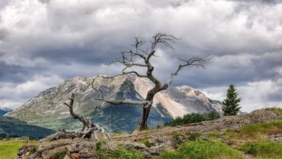700 വർഷം പഴക്കം, ജീവന്‍ പോയിട്ടും 50 വർഷം; കാനഡയിലെ ഏറ്റവും കൂടുതല്‍ 'ക്ലിക്ക്' ചെയ്യപ്പെട്ട മരം ! 