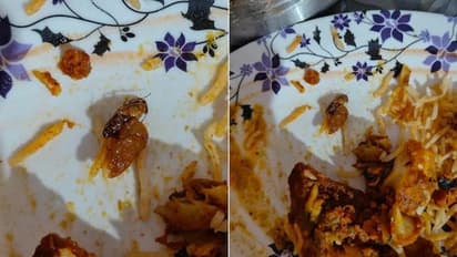'സൊമാറ്റോയില് ഓര്ഡര് ചെയ്ത ബിരിയാണിയില് പാറ്റ'; ഫോട്ടോ വൈറല്