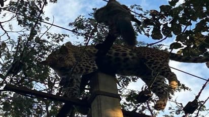 ಉತ್ತರಕನ್ನಡ: ಕಾಡು ಬೆಕ್ಕು ಹಿಡಿಯಲು ಹೋಗಿ ವಿದ್ಯುತ್ ತಂತಿ ತಗುಲಿ ಚಿರತೆ ಸಾವು