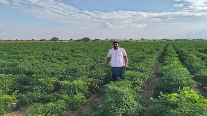 ಮೆಣಸಿನಕಾಯಿ ಬೆಳೆಗೆ ಕಂಟಕವಾದ ಕಪ್ಪು ನುಸಿ ರೋಗ: ಆತಂಕದಲ್ಲಿ ರೈತರು