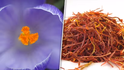 Anti-oxidants to Respiratory health: 7 reasons to add Saffron to your Winter diet