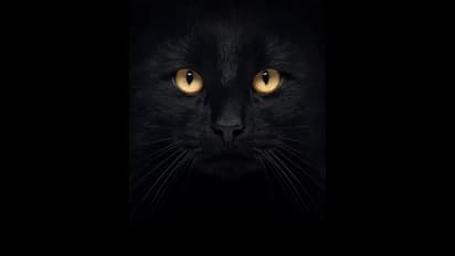 സാധാരണയേക്കാൾ നീളം, പല്ലുകൾ കാലുകളിൽ ആഴ്ന്നിറങ്ങി; ചത്തിട്ടും പിടിവിട്ടില്ല, ഗൃഹനാഥന് കരമ്പൂച്ചയുടെ കടിയേറ്റു