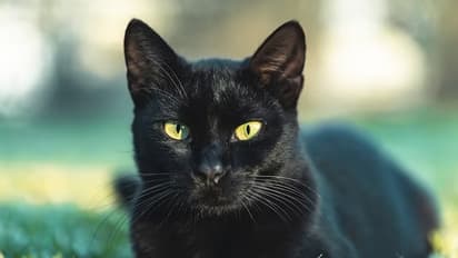 ಹಕ್ಕಿಜ್ವರ ಆಯ್ತು ಇದೀಗ, ಬೆಕ್ಕಿಗೆ ಎಫ್‌ಪಿವಿ ಸೋಂಕಿನ ಆತಂಕ: 38 ಬೆಕ್ಕು ಸಾವು!