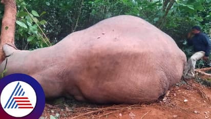 ಕಾಫಿನಾಡಲ್ಲಿ ಅರಣ್ಯ ಇಲಾಖೆಯಿಂದ ಎಡವಟ್ಟು; ಅರವಳಿಕೆ ಚುಚ್ಚುಮದ್ದಿಗೆ ಕಾಡಾನೆ ಬಲಿ!