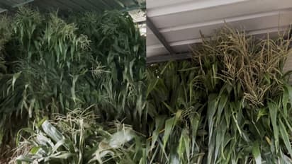 'മലയാളികൾ നട്ട് വളര്ത്തിയത് കൊണ്ടുവന്നാൽ പോലും കര്ണാടക തടയുന്നു, വയനാട്ടിൽ ചോളത്തണ്ട് പ്രതിസന്ധി, ആശങ്ക