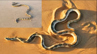 ಮೀನುಗಾರರ ಬಲೆ ಸೇರಿ, ತೀರಕ್ಕೆ ಬಂದ ಅಪರೂಪದ ಅತೀ ವಿಷಕಾರಿ ಸಮುದ್ರ ಹಾವು