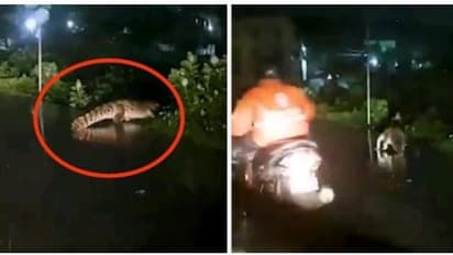 கொட்டித்தீர்க்கும் கன மழை... பெருங்களத்தூர் சாலையில் அசால்டாக கிராஸ் செய்த முதலை- ஒரு நொடியில் தப்பிய ஊழியர்