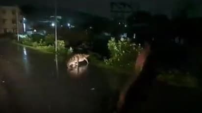 பெருங்களத்தூர் - நெடுங்குன்றம் சாலையில் முதலை!!