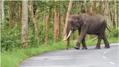 Kerala: Wild elephant dies after being hit by a bus with Sabarimala pilgrims