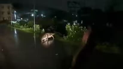 முதலையால் பாதிப்பு இல்லை: வனத்துறை செயலாளர் சுப்ரியா சாஹு தகவல்!