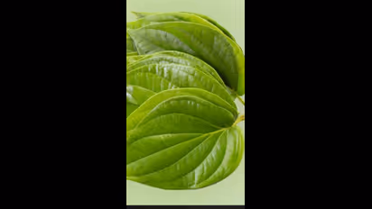  శివుడికి ఇష్టమైన ఈ ఆకు.. మనకు ఎన్నో వ్యాధులను తగ్గించే దివ్య ఔషదం