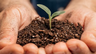 World Soil Day: Ways You Can Stop Soil Erosion and Save the Future