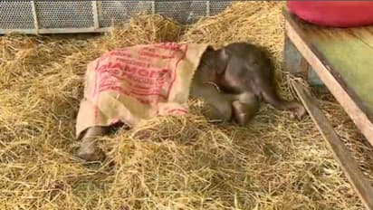 18 ദിവസം മാത്രം പ്രായം, പത്തനംതിട്ടയില് പ്രസവിച്ചയുടൻ അമ്മയാന ഉപേക്ഷിച്ചുപോയ കുട്ടിക്കൊമ്പന് ചരിഞ്ഞു