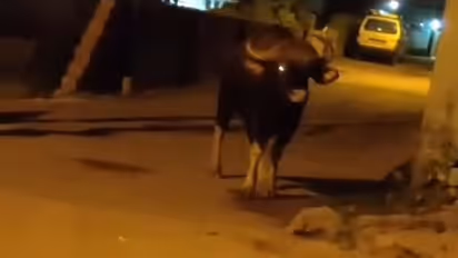 ಮಂಗಳೂರು ನಗರದಲ್ಲಿ ಮತ್ತೆ ಕಾಡುಕೋಣ ಪ್ರತ್ಯಕ್ಷ..!