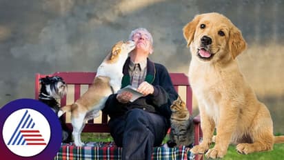 ಶ್ವಾನ ಪ್ರೇಮಿಗಳಿಗೆ ಡಿಮೆನ್ಷಿಯಾ ಬರೋ ಚಾನ್ಸೇ ಕಮ್ಮಿಯಂತೆ!