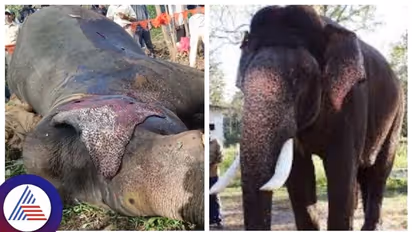 Karnataka: Negligence of forest officials led to Captain Arjuna elephant's death?