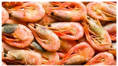 ചെമ്മീന്‍ പിടിക്കുന്നതിനും വ്യാപാരത്തിനും നിരോധനം ഏര്‍പ്പെടുത്തി; അറിയിപ്പുമായി മന്ത്രാലയം