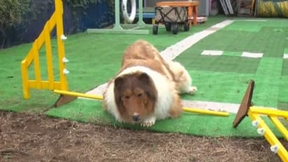 നായ ആകാൻ ശ്രമിച്ചു, എന്നാല് നായയെ പോലെ പറ്റുന്നില്ല; നെഗറ്റീവ് കമന്റുകള്...