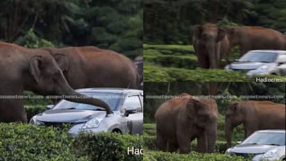 ആരാടാ അത്? ഓടിക്കോ ഞാന്‍ അൽപം പിശകാ! ശൗര്യത്തോടെ കാറിനടുത്തേക്ക് പാഞ്ഞടുത്ത് കാട്ടാനകൾ,പിന്നാലെ സ്നേഹപ്രകടനം