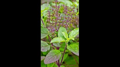 Thulasi, Maruthani in Dreams: கனவில் வரும் துளசி செடி.. நல்லதா? கெட்டதா? கனவு சாஸ்திரம் சொல்லும் பலன் இதுதான்!