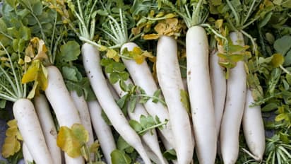 Winter Superfood Radish know about Benefits of This Vegetable bsm