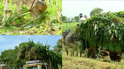 ചോളത്തണ്ട് നിരോധനം നന്ദിനിക്ക് വേണ്ടിയോ? ഉൽപാദന ചെലവ് കുറച്ച് കേരളത്തിലെ പാൽ വിപണി പിടിച്ചെടുക്കാന് നീക്കം