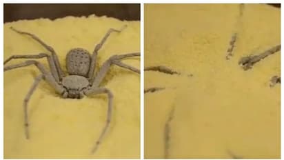 ഇരപിടിക്കാന്‍ വല നെയ്യില്ല, പകരം കുഴികുത്തി ഒളിച്ചിരിക്കും; ലോകത്തിലെ ഏറ്റവും വിഷമുള്ള മണൽ ചിലന്തികളെ അറിയാമോ?