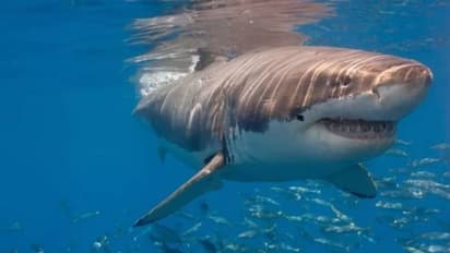 Sharks off Brazil's Coast Test Positive for Cocaine, Study Finds