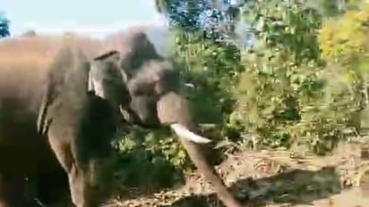 Chikkamagaluru: ಅರ್ಜುನನ ಸಾವಿನಿಂದ ನೋವು, ಕಾಫಿನಾಡಿನಲ್ಲಿ ಕಾಡಾನೆ ಸೆರೆ ಕಾರ್ಯಾಚರಣೆ ಸ್ಥಗಿತ!