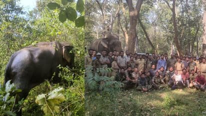 ആനയുടെ മുന്കാലുകൾക്ക് ക്ഷതം; മയക്കി അതിവേഗം പ്രാഥമിക ചികിത്സ നൽകി, കുളത്തിലെത്തി വെള്ളം കുടിച്ചു, പ്രതീക്ഷ