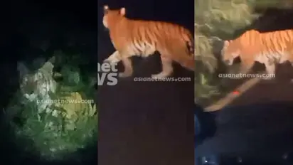Kerala: Tiger spotted at Thamarassery ghat road; police issue warning to travellers