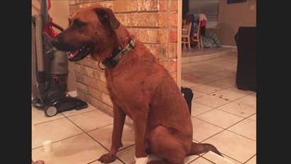 ತನ್ನ ಪ್ರಾಣದ ಹಂಗು ತೊರೆದು ಮನೆಯವರ ಜೀವ ಉಳಿಸಿದ ದತ್ತು ಪಡೆದ ಶ್ವಾನ