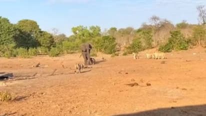 ഹോ, എത്ര ദയനീയം; സിംഹക്കൂട്ടത്തിൽ നിന്നും രണ്ട് കുഞ്ഞുങ്ങളെയും ജീവനോടെ കാക്കാന് അമ്മയാന, സംഭവിച്ചത്...
